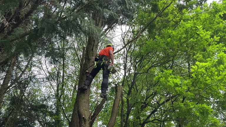  , MI Tree Services Pros