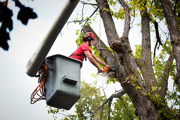 Best Tree Trimming and Pruning  in , MI